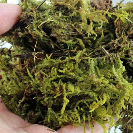 Repti-Zoo Chile's Sphagnum moss - mech torowiec 4,5l-1914912