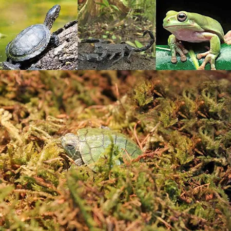 Repti-Zoo Chile's Sphagnum moss - mech torowiec 4,5l-1914913