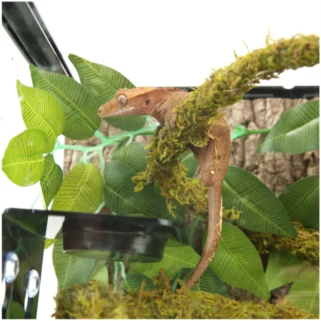 Repti-Zoo Liana z naturalnym mchem 1cm x 2m-1915543