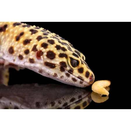 Repti-Zoo miska na pokarm XL 23x17x5 cm-1915763