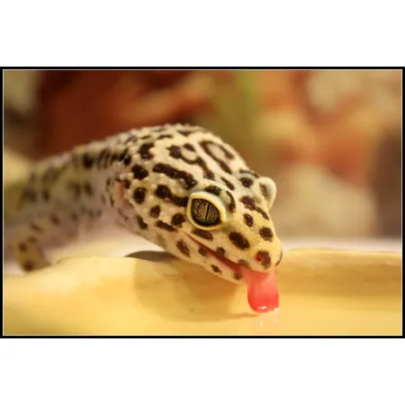 Repti-Zoo miska na wodę M 15x12x4cm-1915775