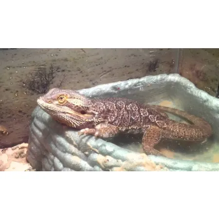 Repti-Zoo miska na wodę M 15x12x4cm-1915776