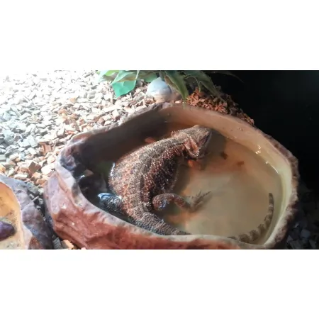 Repti-Zoo miska na wodę M 15x12x4cm-1915777