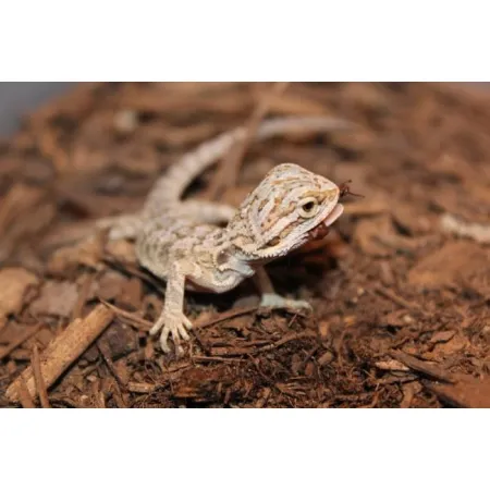 Repti-Zoo Podłoże z włókien kokosa 8l-1916240