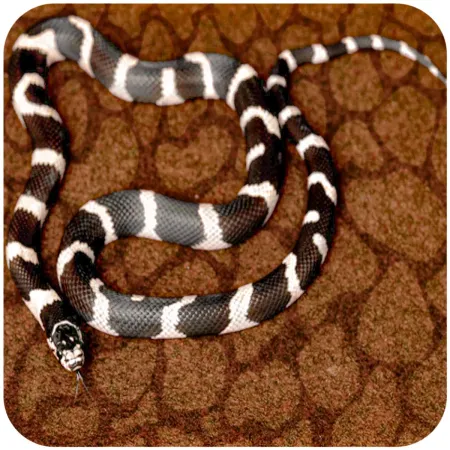 Resun Desert Carpet Mat - mata do terrarium 90x45cm-1917879