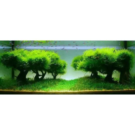 Seachem Flourish Advance 100ml - przyspiesza wzrost roślin-1918947