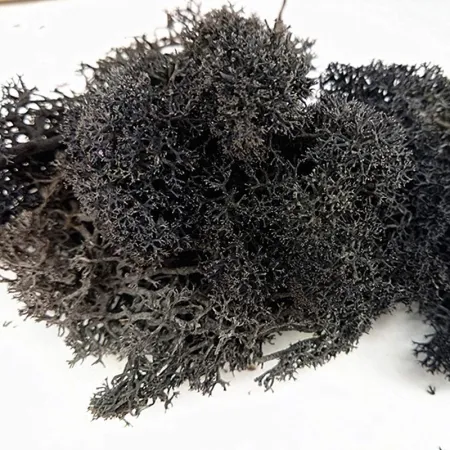 Secret Live Moss Black - Mech Żywy porcja 5g-1919045