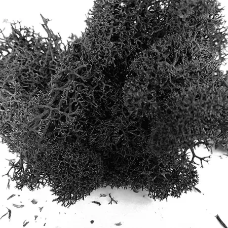 Secret Live Moss Black - Mech Żywy porcja 5g-1919046