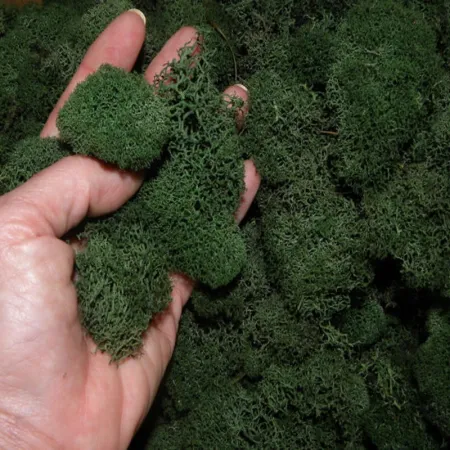 Secret Live Moss Dark Green - Mech Żywy porcja 5g-1919073