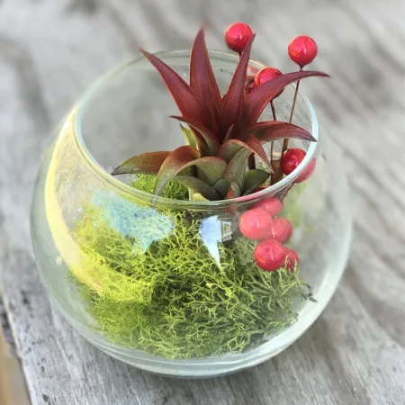 Secret Live Moss Dark Green - Mech Żywy porcja 5g-1919075