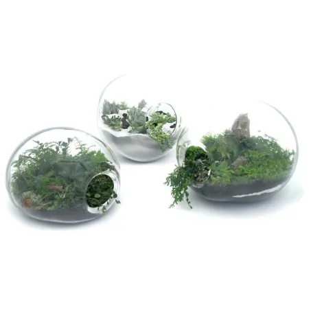 Secret Live Moss Dark Green - Mech Żywy porcja 5g-1919076