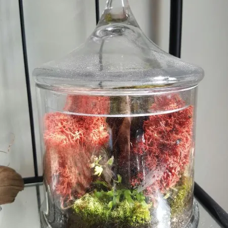 Secret Live Moss Deep Orange - Mech Żywy porcja 5g-1919084