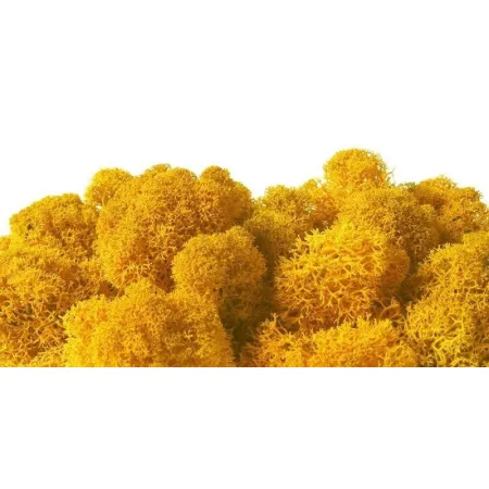 Secret Live Moss Deep Orange - Mech Żywy porcja 5g-1919085