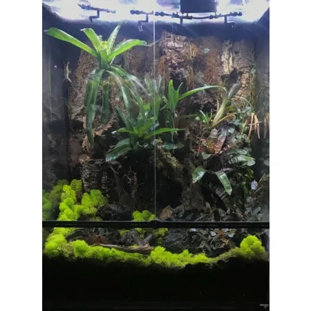 Secret Live Moss Light Green - Mech Żywy porcja 5g-1919105