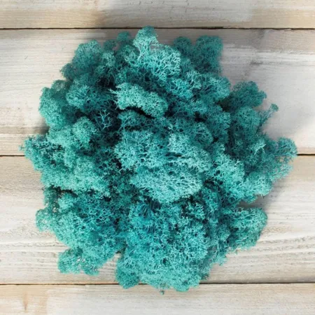 Secret Live Moss Sky Blue - Mech Żywy porcja 5g-1919124