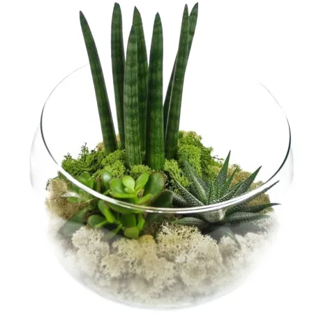 Secret Live Moss Snow White - Mech Żywy porcja 5g-1919129