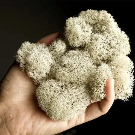 Secret Live Moss Snow White - Mech Żywy porcja 5g-1919131