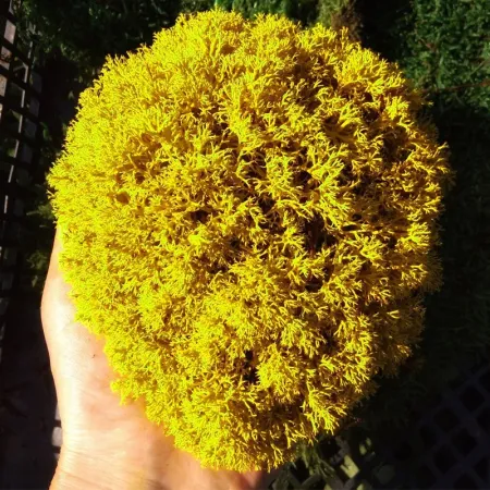 Secret Live Moss Sunflower Yellow - Mech Żywy porcja 5g-1919143