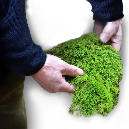 Silent Forest Moss - Mech żywy płaski-1919271