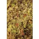 Komodo Habitat Moss 1,5l - mech żywy-1910142