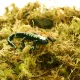 Komodo Habitat Moss 3l - żywy mech torfowiec 400g-1910155