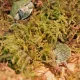 Repti-Zoo Chile's Sphagnum moss - mech torowiec 4,5l-1914910