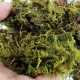 Repti-Zoo Chile's Sphagnum moss - mech torowiec 4,5l-1914912