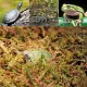 Repti-Zoo Chile's Sphagnum moss - mech torowiec 4,5l-1914913