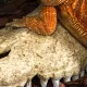 Repti-Zoo Crocodile Skull M - czaszka krokodyla-1914926