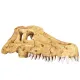 Repti-Zoo Crocodile Skull S - czaszka krokodyla-1914933