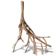 Rhizophora mangle 