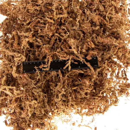 Terrario Amazonia Moss 1000ml - mech torfowiec-1922259