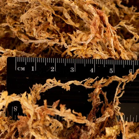 Terrario Amazonia Moss 1000ml - mech torfowiec-1922260