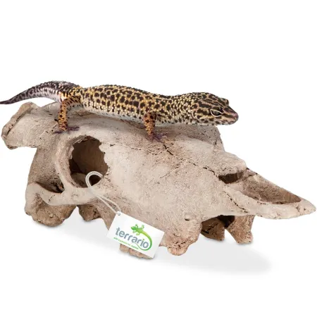 Terrario Buffalo Skull - czaszka bizona do terrarium 21x12x8 cm-1922385
