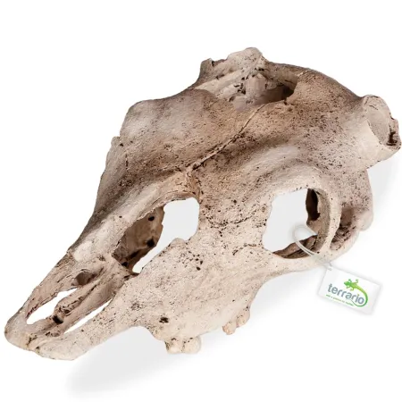 Terrario Buffalo Skull - czaszka bizona do terrarium 21x12x8 cm-1922390