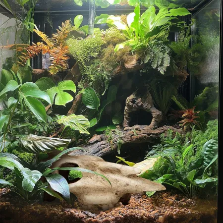 Terrario Buffalo Skull - czaszka bizona do terrarium 21x12x8 cm-1922391