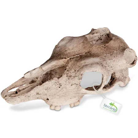 Terrario Buffalo Skull - czaszka bizona do terrarium 21x12x8 cm-1922395