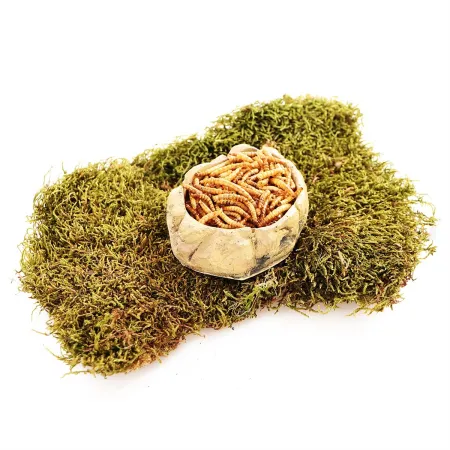 Terrario FoodStone XS - miska na pokarm 8x7x2,5cm-1922673