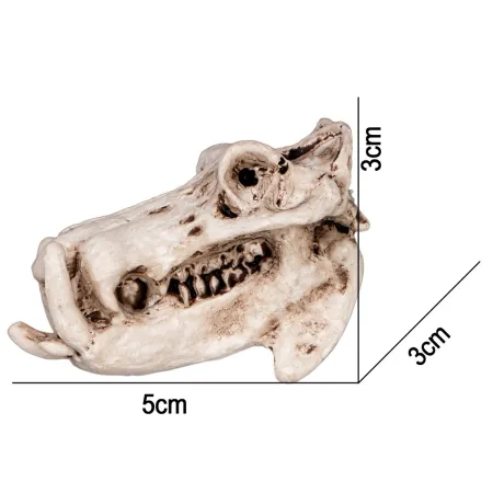 Terrario Hippo Skull - czaszka hipopotama  do terrarium 5x3x3 cm-1923004