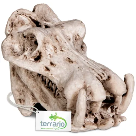 Terrario Hippo Skull - czaszka hipopotama  do terrarium 5x3x3 cm-1923007