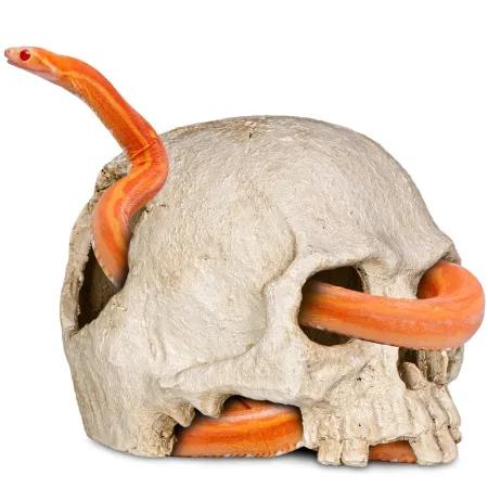 Terrario Human Skull - czaszka ludzka do terrarium 14x11x11 cm-1923021