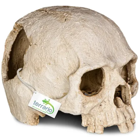 Terrario Human Skull - czaszka ludzka do terrarium 14x11x11 cm-1923024