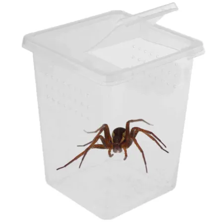 Terrario Insect Box High - plastikowe terrarium 9x9x11cm-1923061