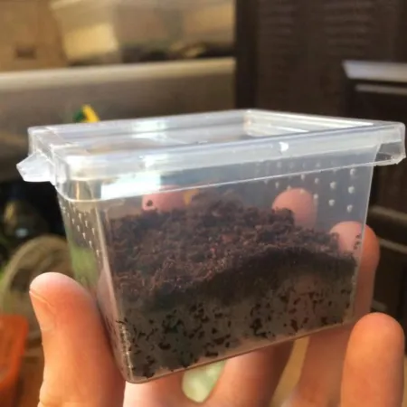 Terrario Insect Box Mini - plastikowe terrarium 6,5x6,5x4,5cm-1923067