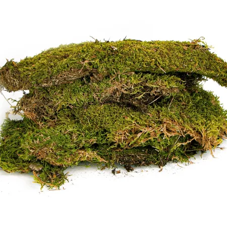 Terrario North King Moss 50g - mech płat-1923331