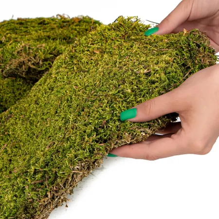 Terrario Shadow Forest Moss - mech naturalny 35x28cm-1923997