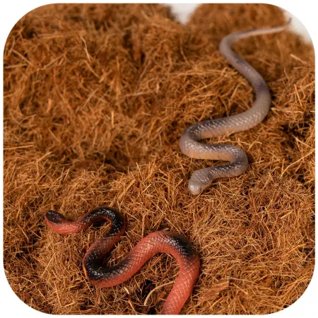 Terrario Terra Bedding 5l - podłoże z włokien kokosa 1-3cm-1924163