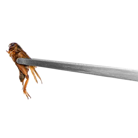 Terrario ViperTweez Simple XL - pęseta prosta 38cm-1924418