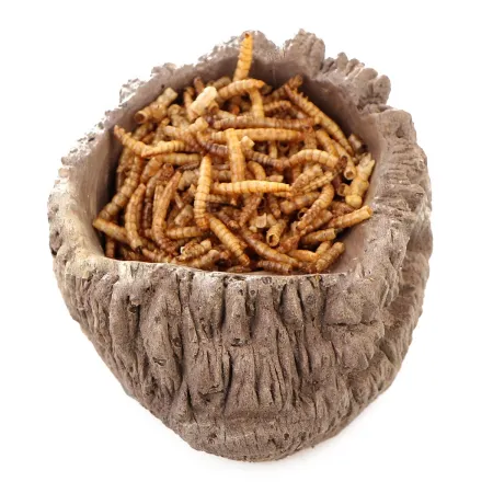 Terrario WaterHole Wood - miska na wodę wysoka-1924461