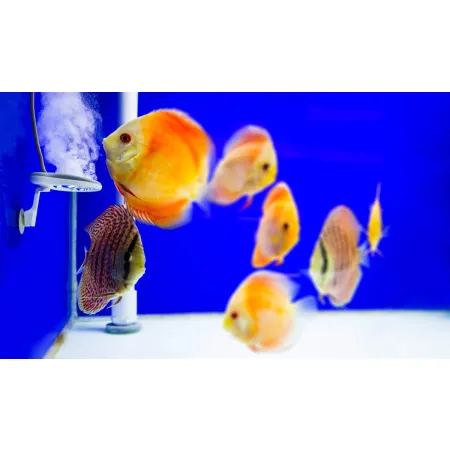 Twinstar 2 YOTTA Plus - eliminator chorób-1925140